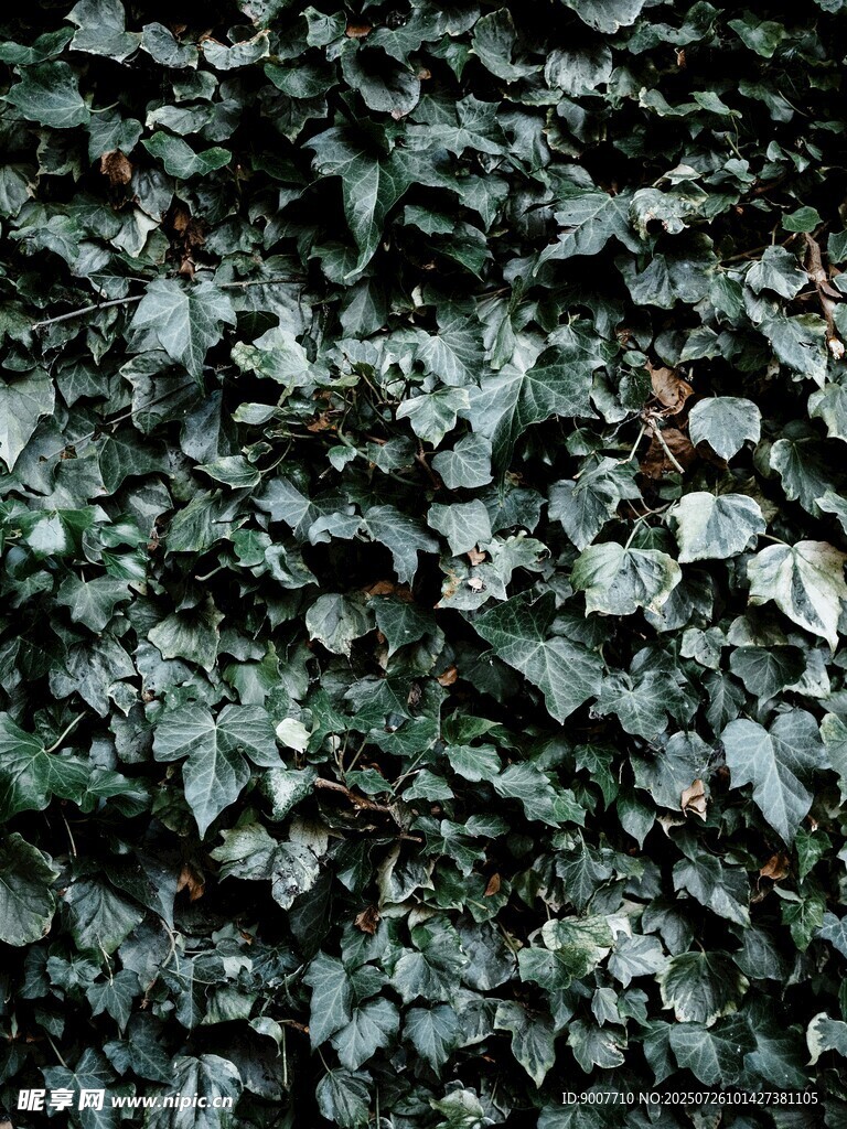 翠綠繁茂的常春藤墻面