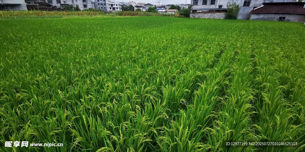 翠綠農(nóng)田 稻谷