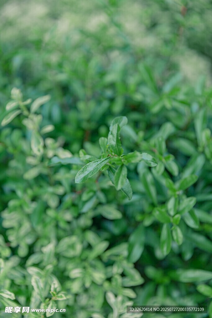 翠綠繁茂的清新植物