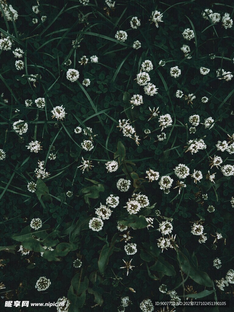 滿天星花卉特寫