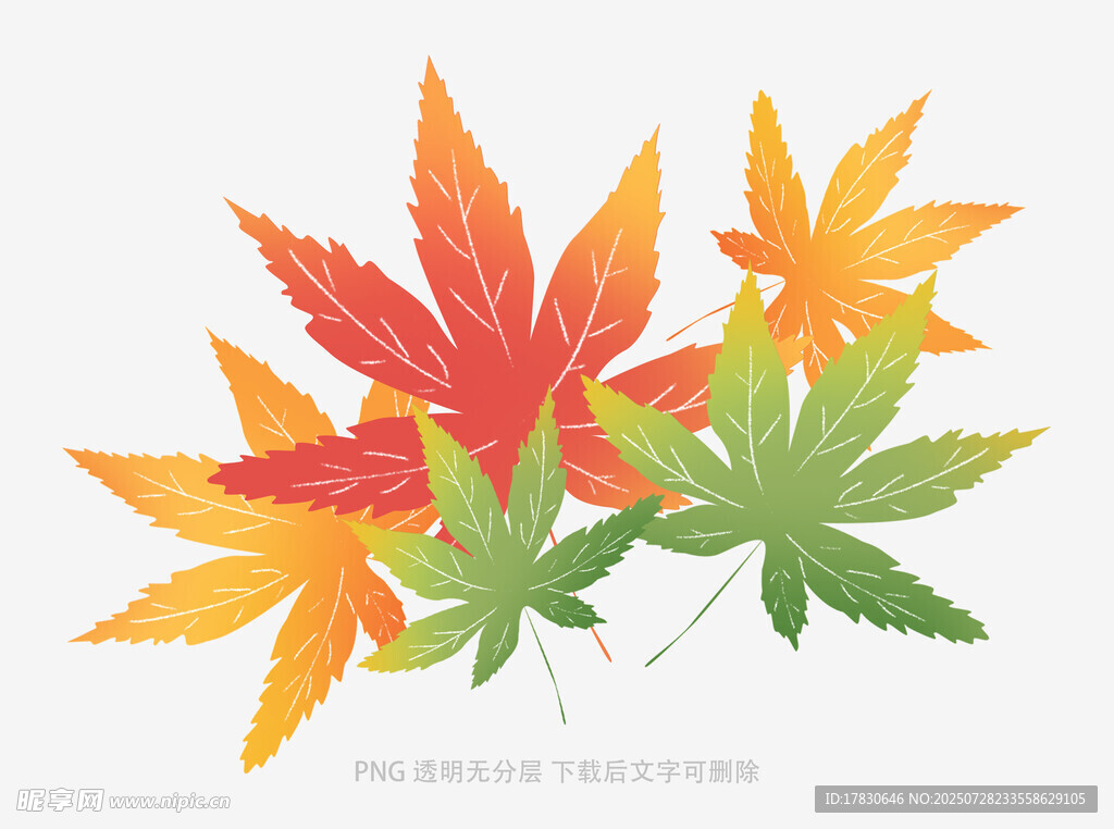 多彩楓葉插畫