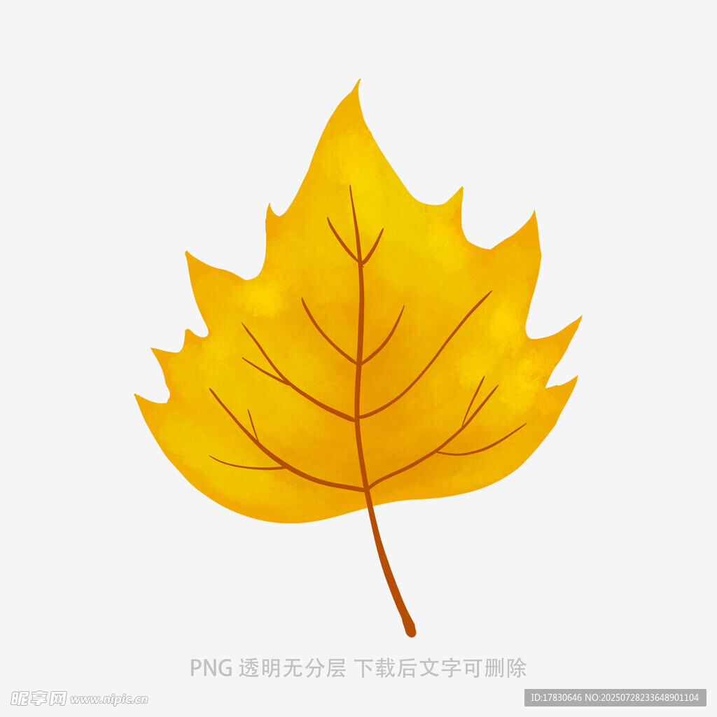 金黃楓葉插畫