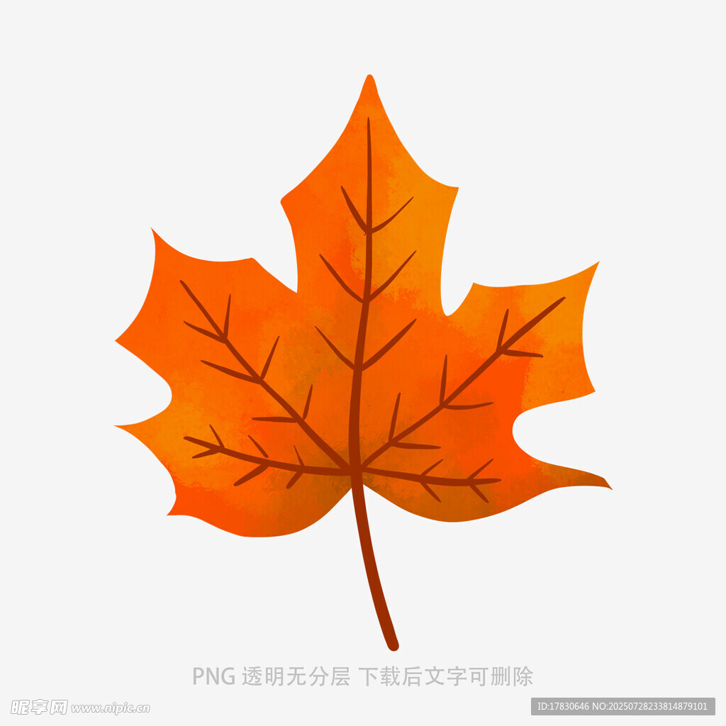 橙色楓葉插畫(huà)