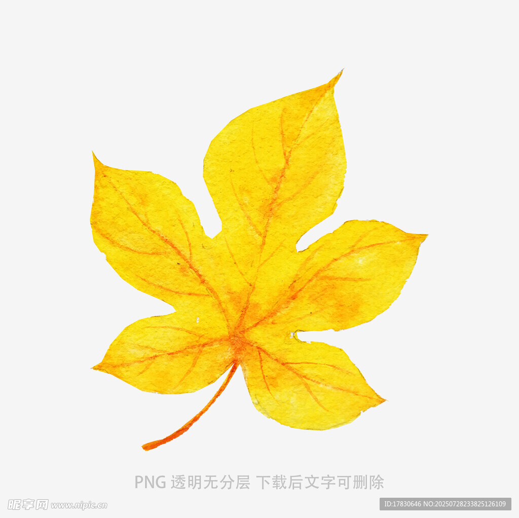 金黃楓葉插畫