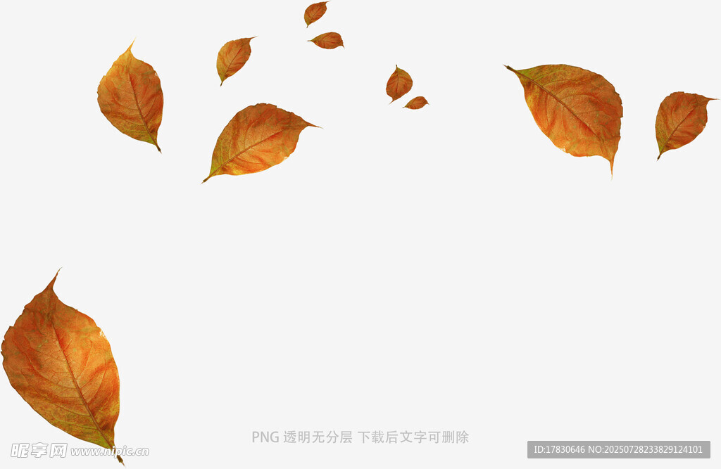 飄落的金黃秋葉
