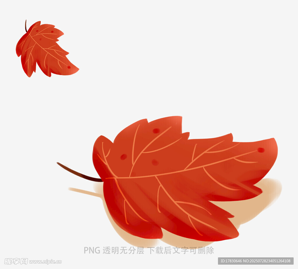 兩片紅楓葉插畫