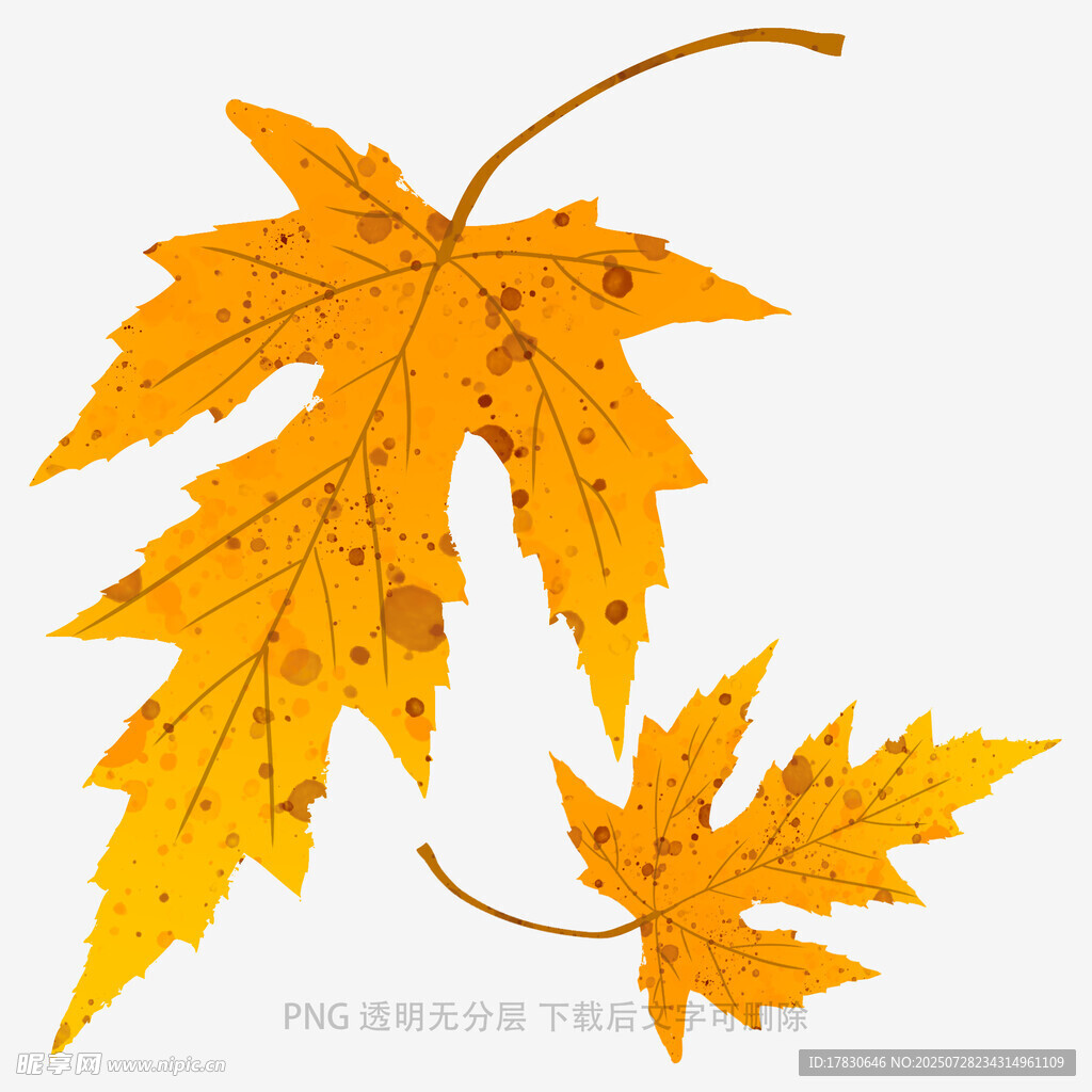 兩片金黃楓葉插畫