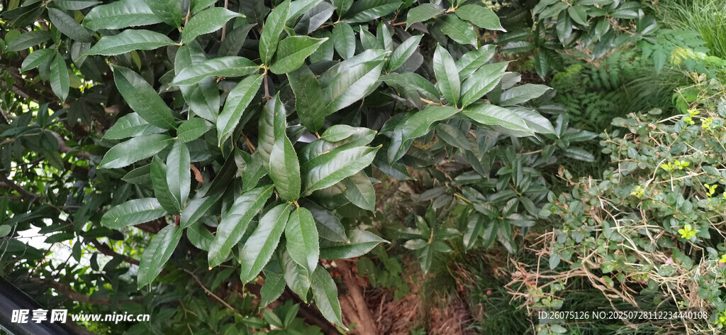 綠葉繁茂的樹木景觀