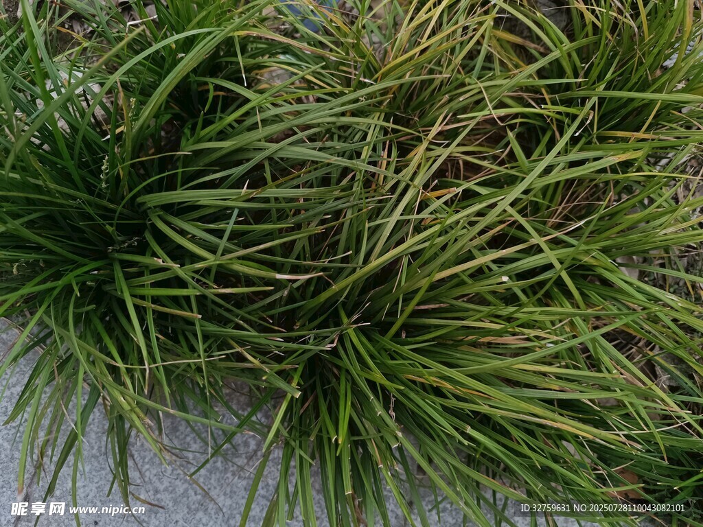 翠綠叢生的細(xì)長(zhǎng)草類(lèi)植物