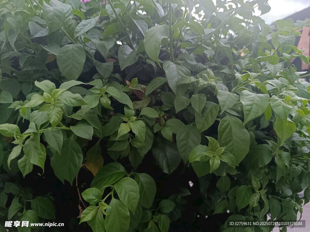 茂盛綠葉植物景觀