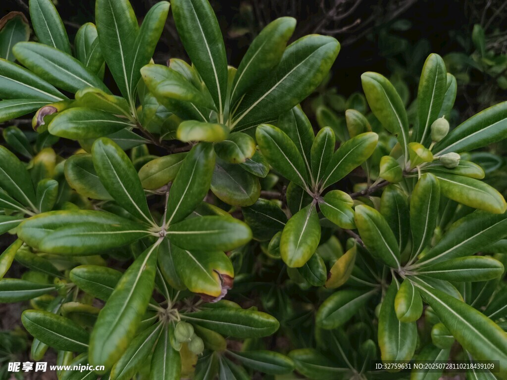 翠綠葉片的植物特寫