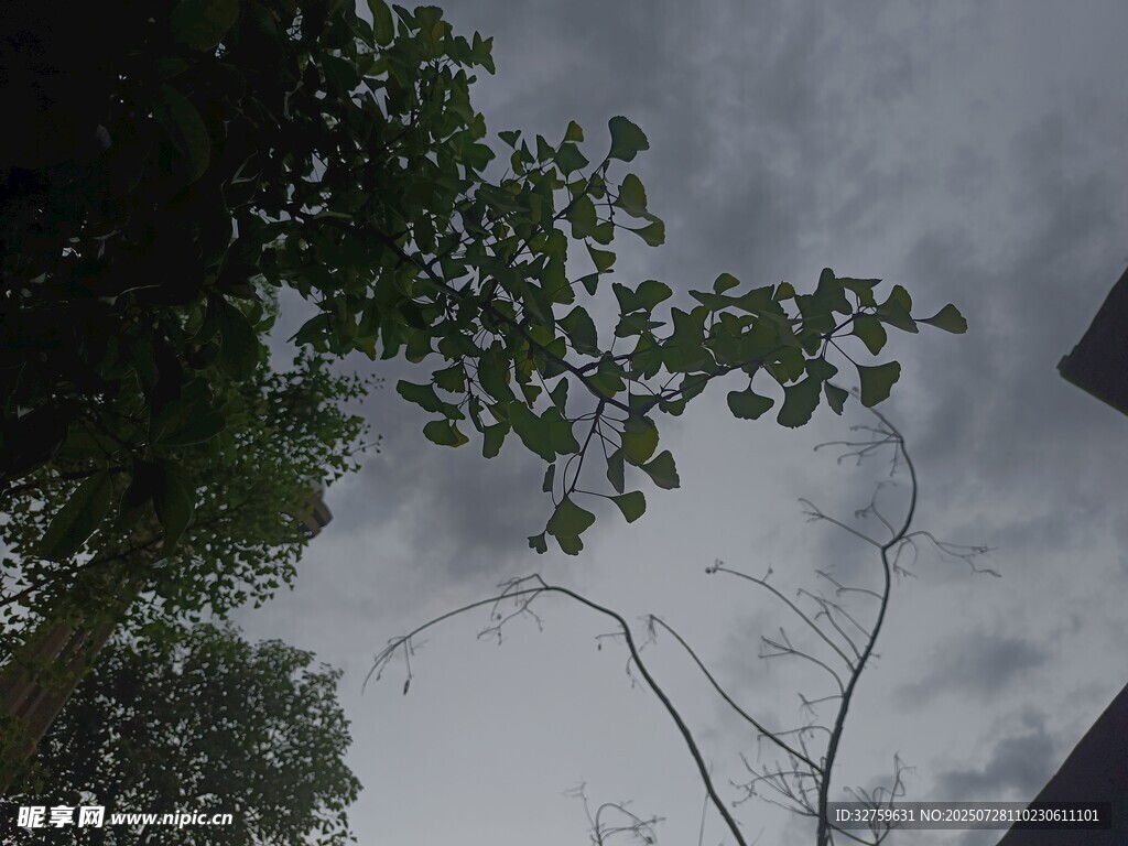 透過枝葉望陰沉天空