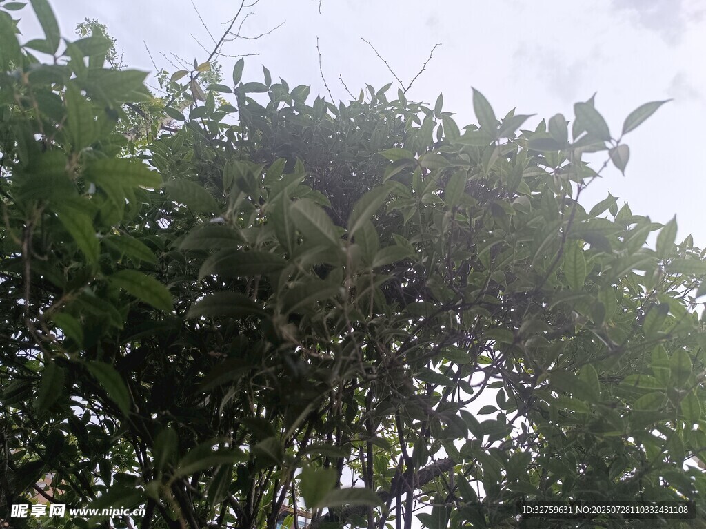 茂密綠樹