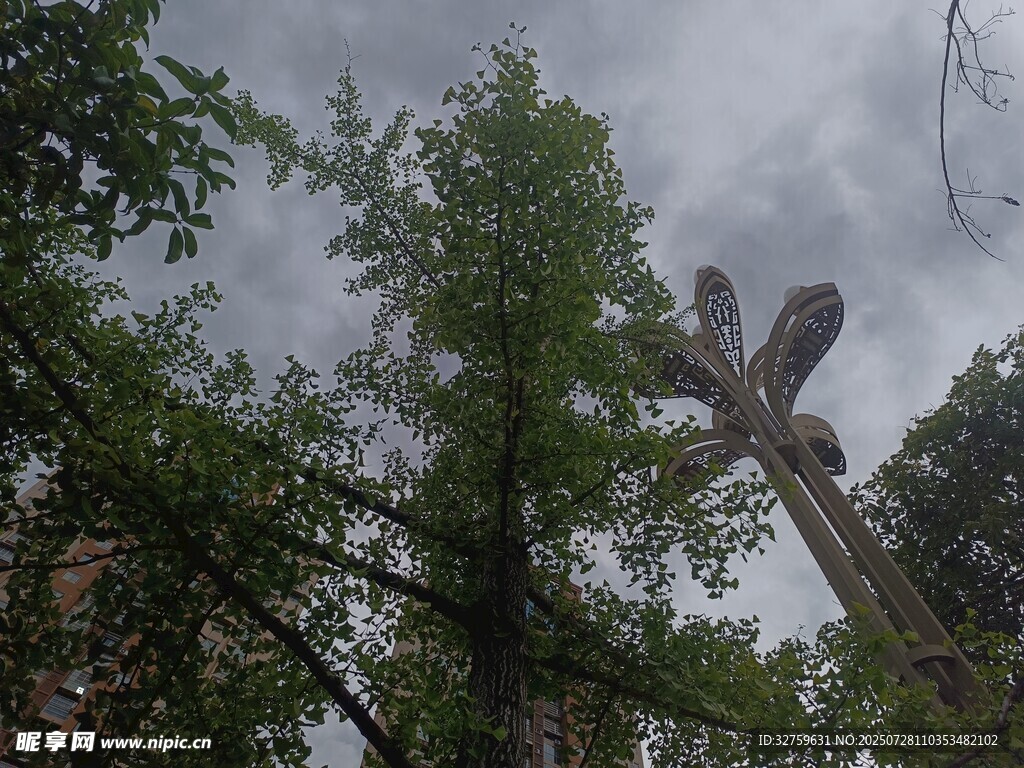 云霧中挺拔的樹林景象