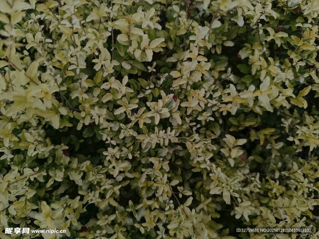 茂密綠植紋理特寫