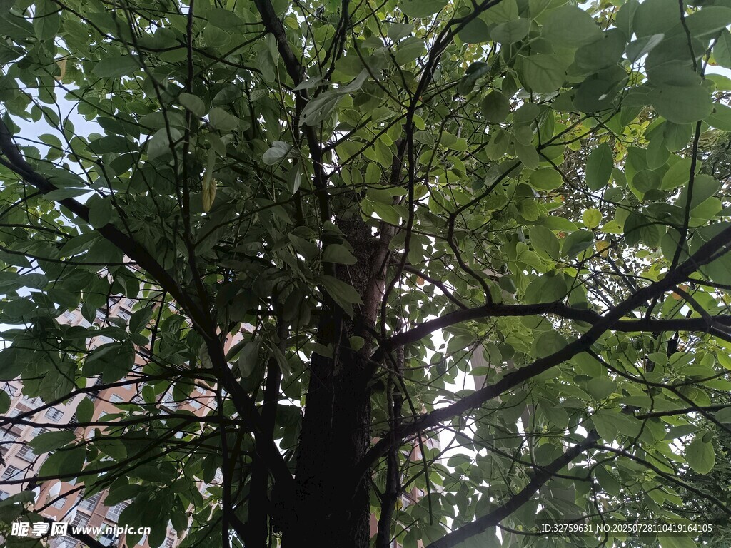 仰視繁茂大樹枝葉