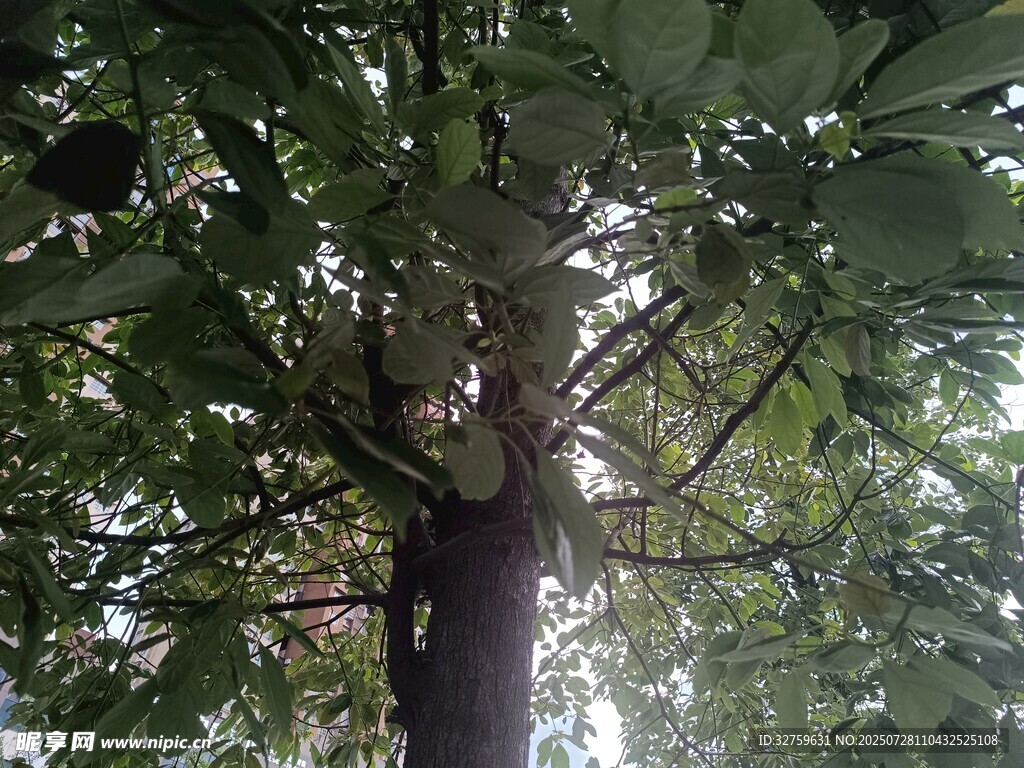 仰視繁茂大樹(shù)枝葉
