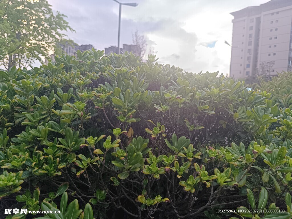 陽光下的綠植與城市建筑