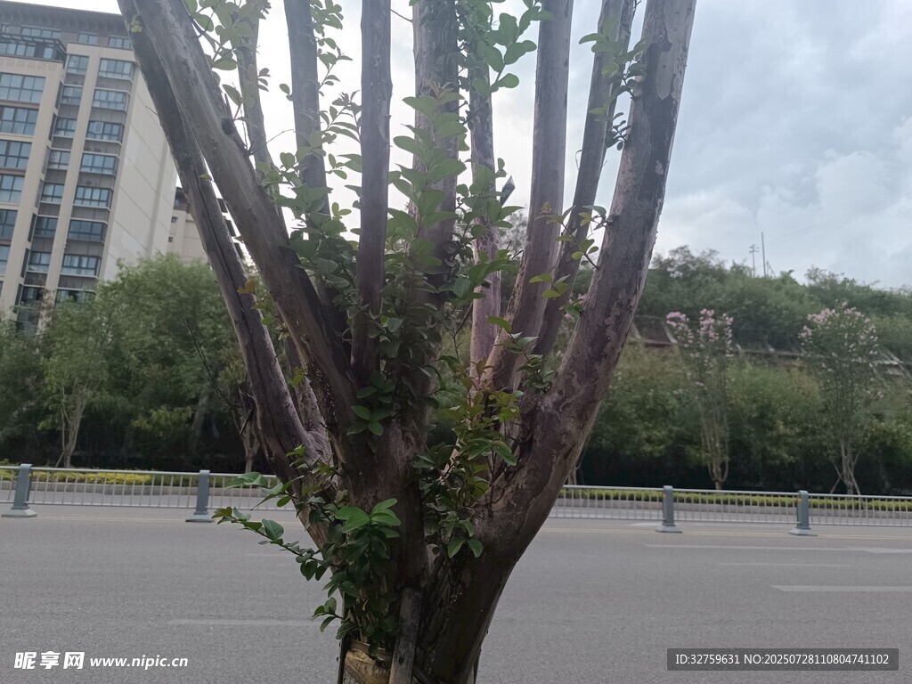 奇特枝干的樹木
