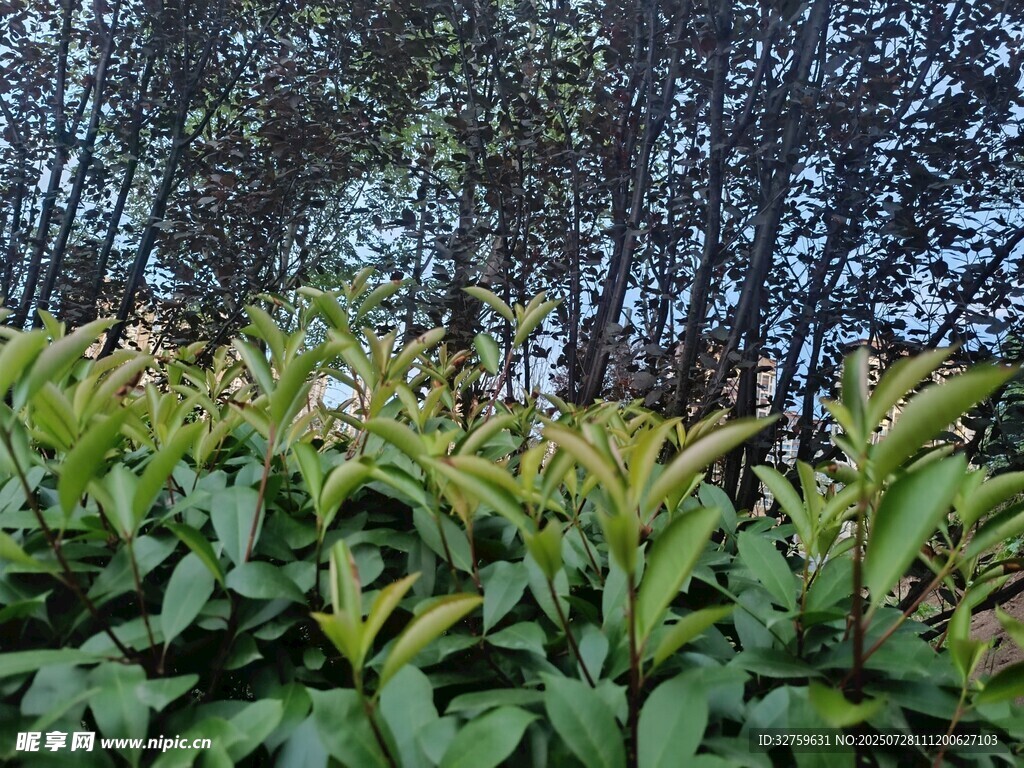 綠意盎然的植物景觀
