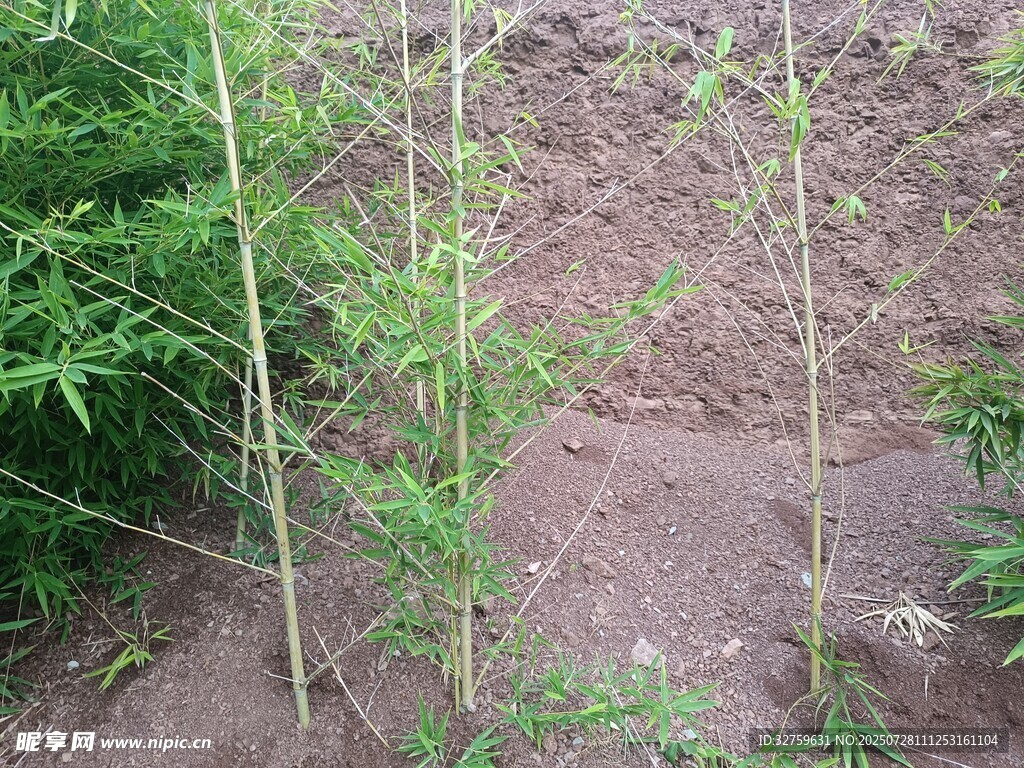 田間嫩竹苗