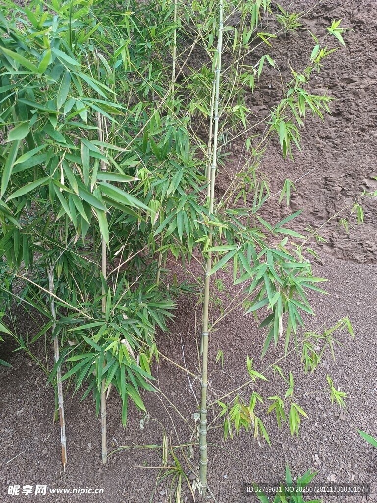 嫩綠竹子植株展示