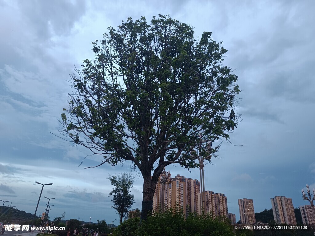 孤樹矗立城市天際線