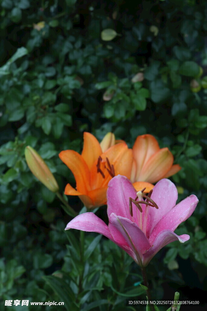 百合花