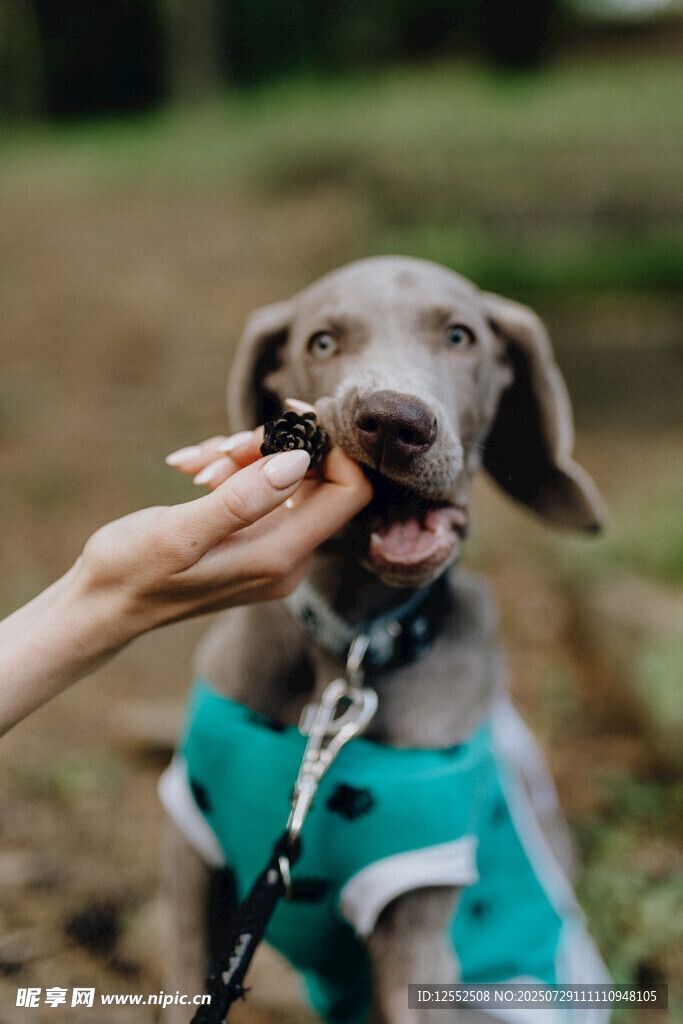 喂食萌犬