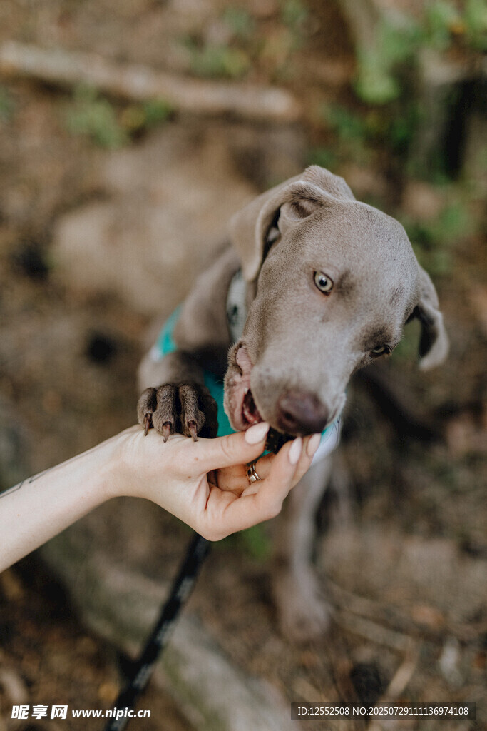 手喂萌犬