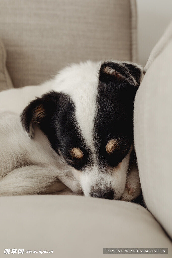 酣睡的萌犬