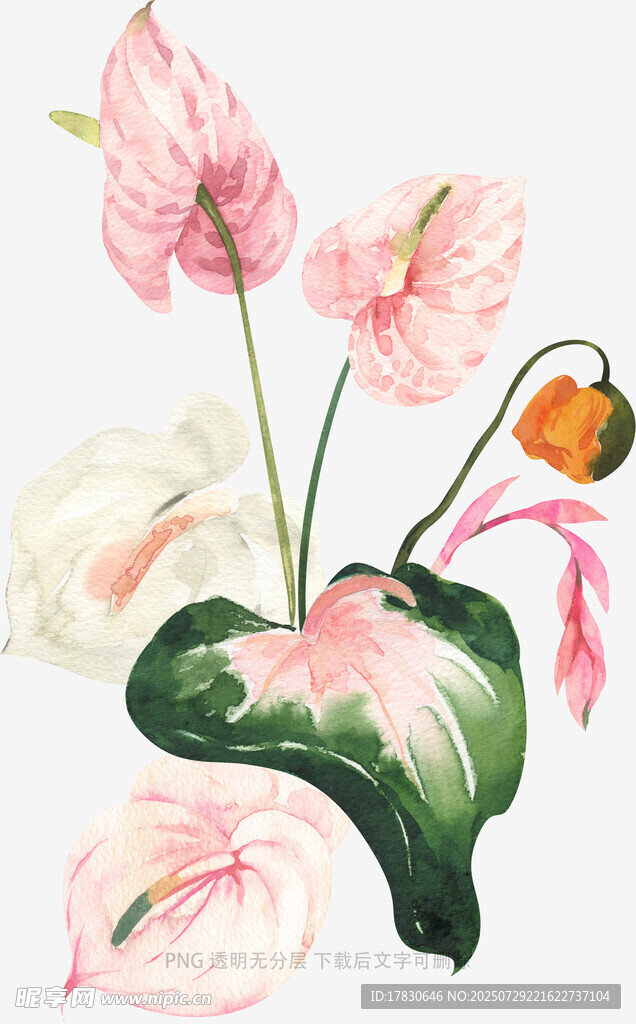 手繪粉色海芋花卉插畫