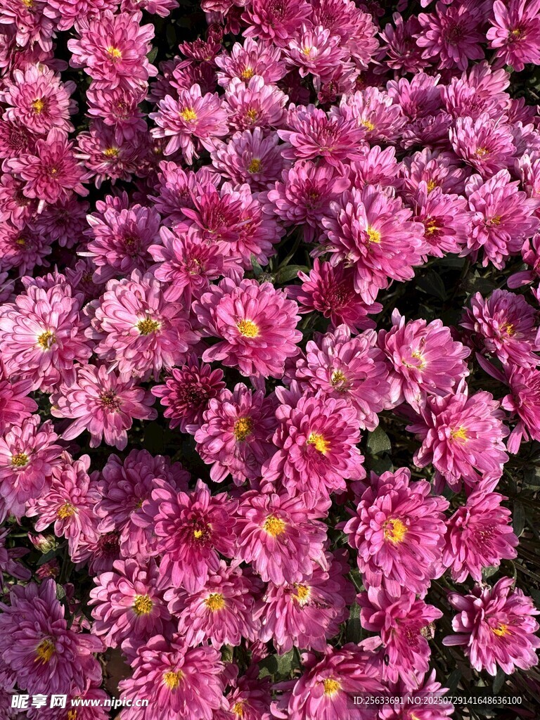 波斯菊粉紫色菊花菊小菊花