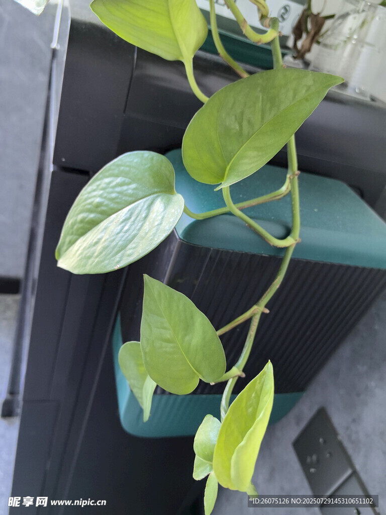 懸掛綠蘿藤蔓