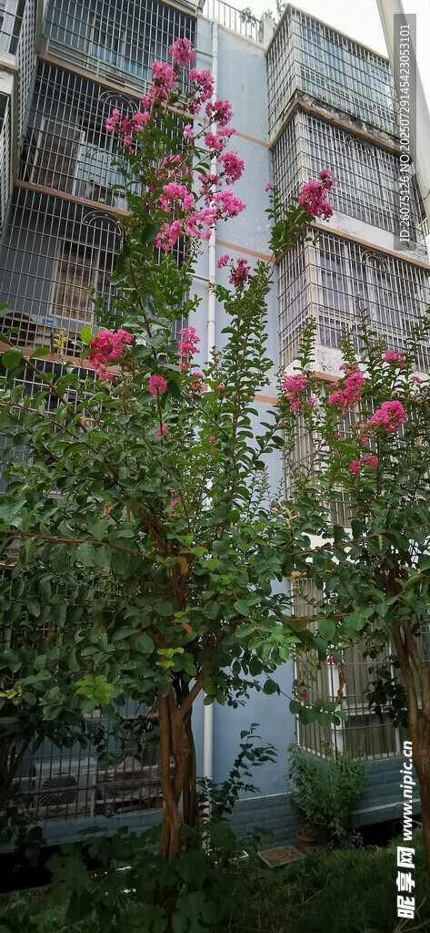小區(qū)綻放的繁茂花卉