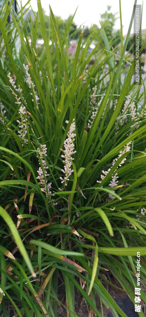 翠綠麥冬草景觀