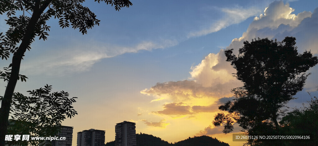 黃昏時分的城市樹木景觀
