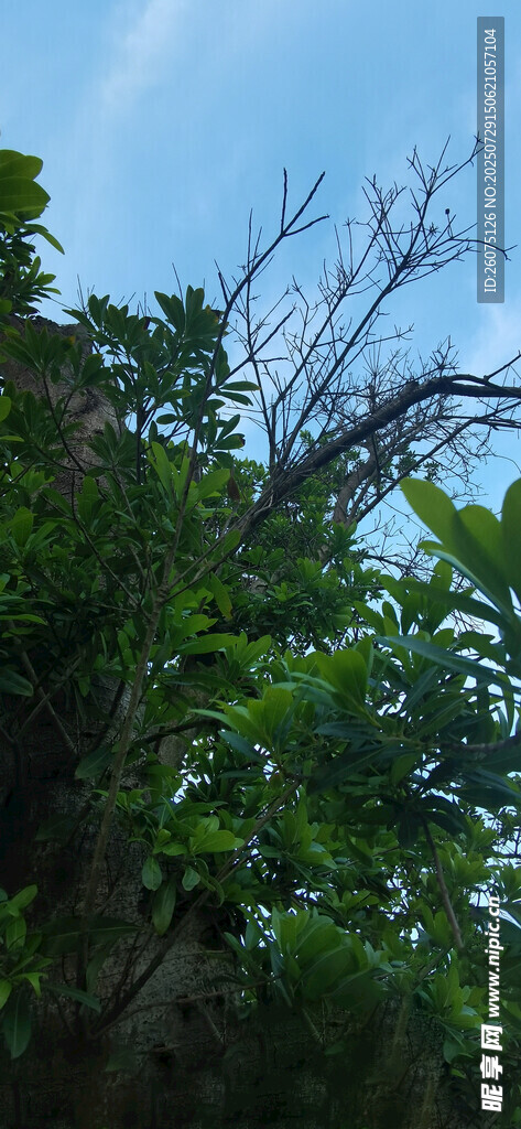繁茂綠植間的藍天一角