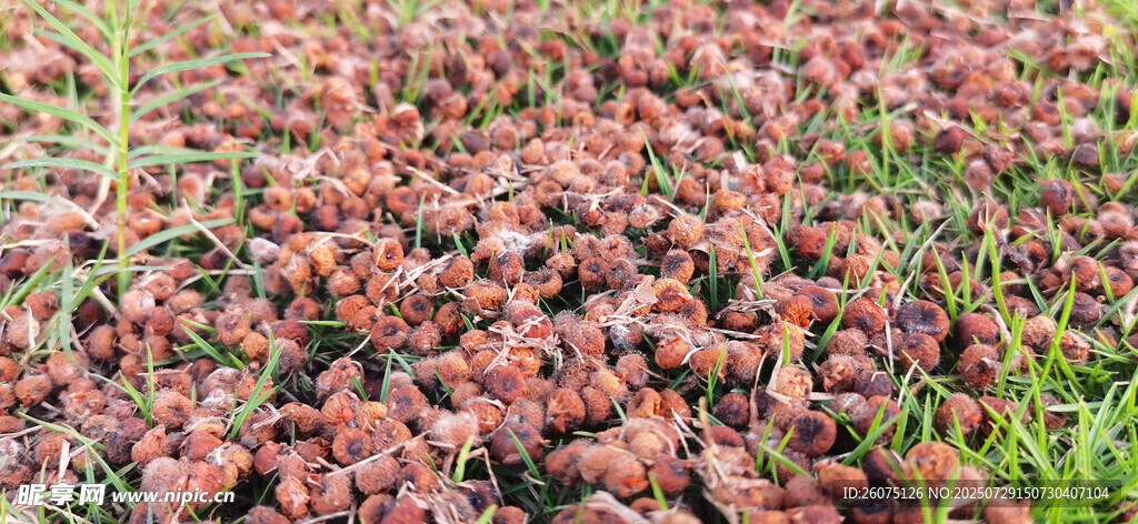 地上掉落的紅色植物果實(shí)