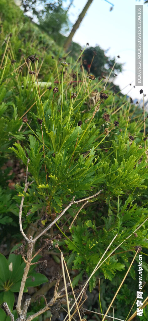 翠綠植物特寫