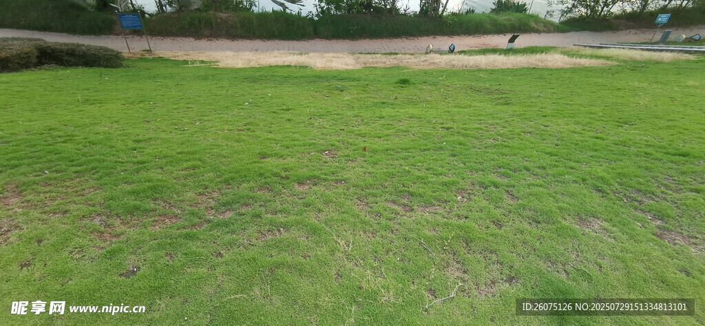 廣闊綠草地風景