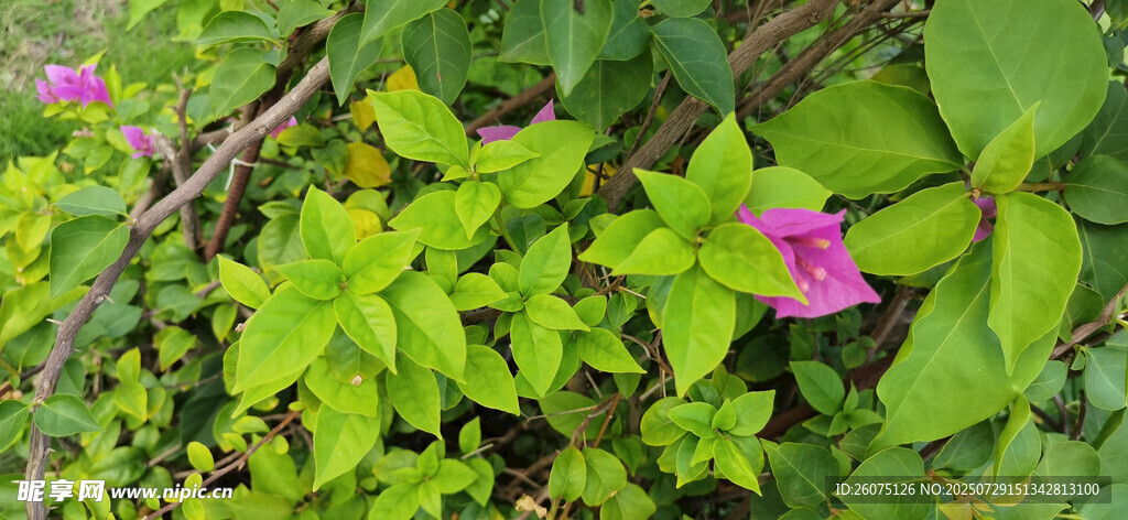 綠葉叢中的嬌艷紫花