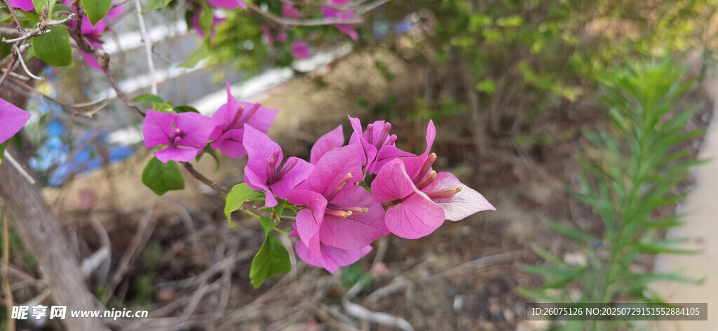 嬌艷綻放的粉色三角梅花卉