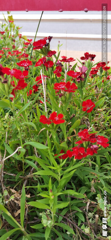 鮮艷紅花綻放于綠葉間