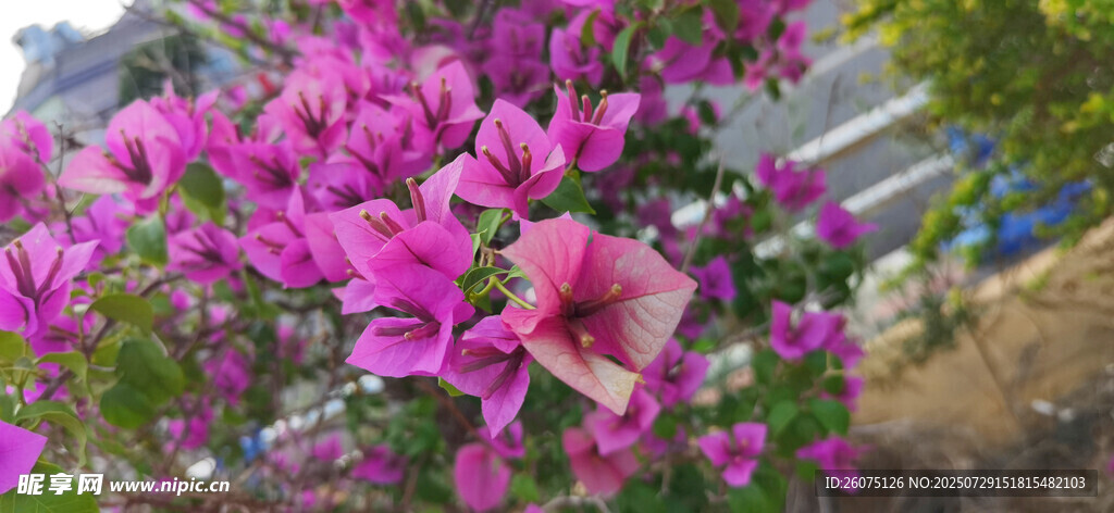 嬌艷綻放的紫色三角梅花卉