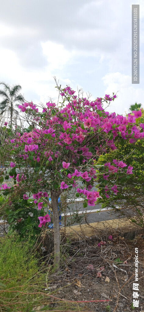 盛開的粉色花卉景觀
