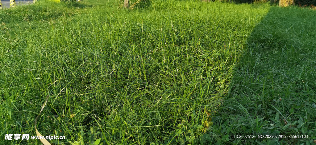 翠綠草地