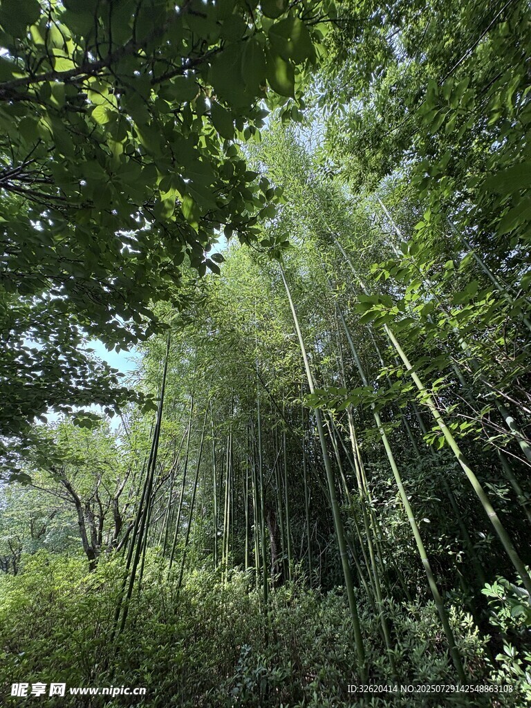 茂密竹林中的自然景致