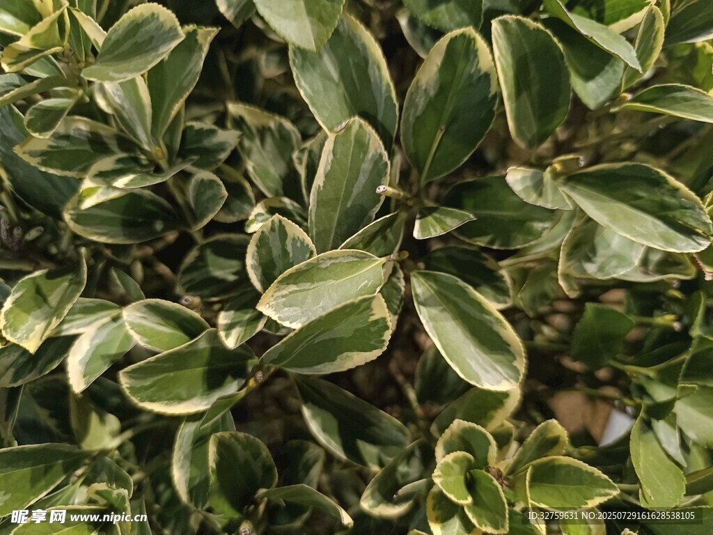 斑葉植物特寫
