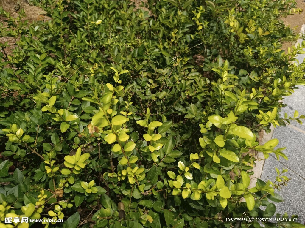 翠綠繁茂的黃色小花灌木叢